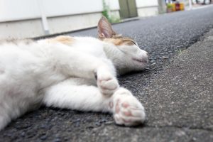 20140706_010-fe11c
